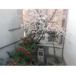 Magnolia 卡萨莱蒙费拉托