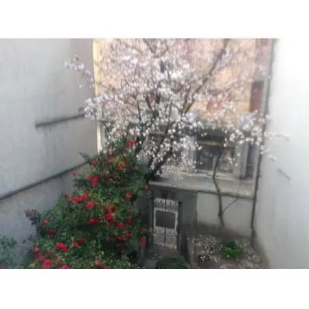 Magnolia Casale Monferrato